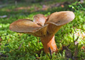 Lactarius delicious